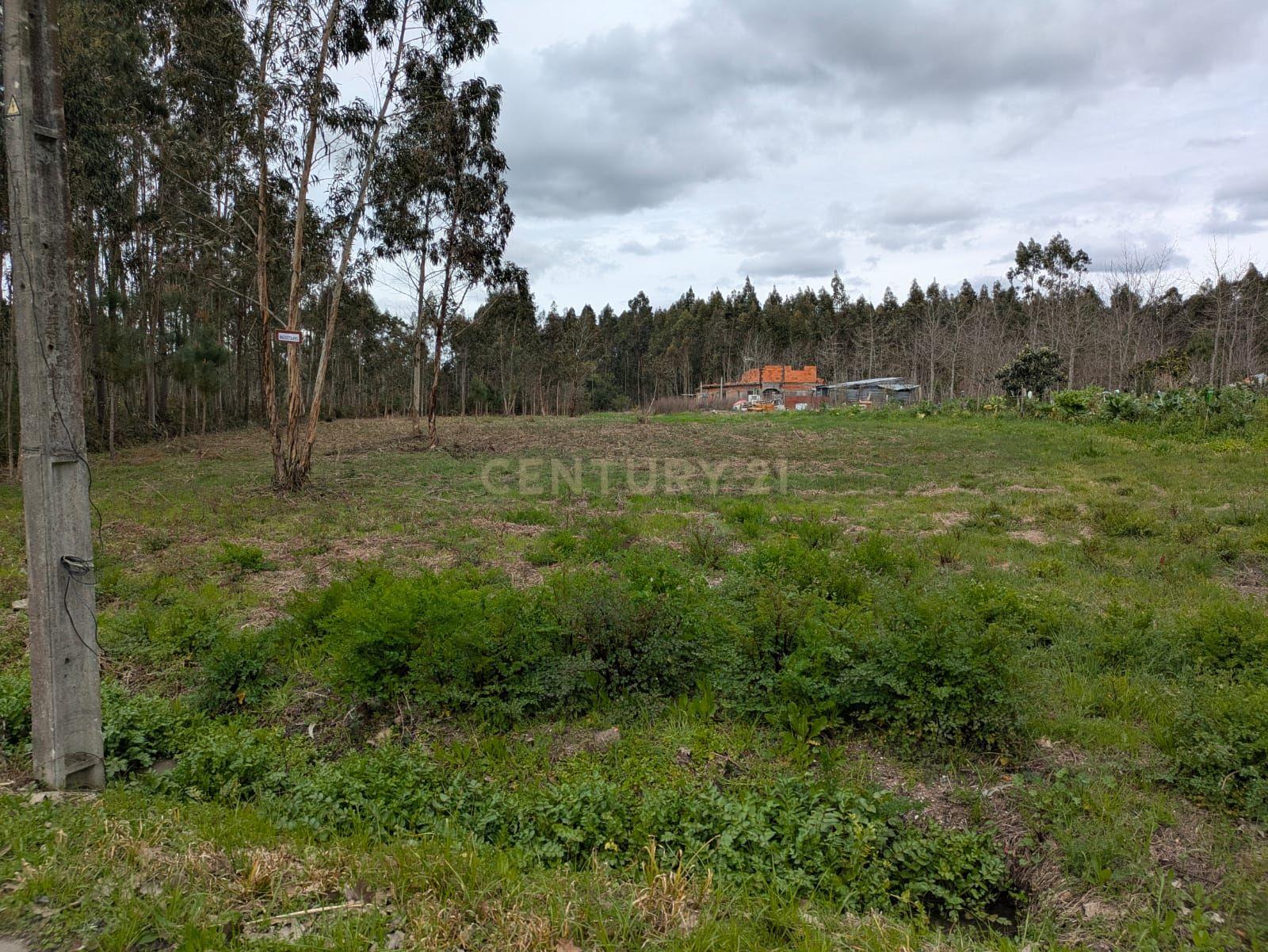 Terreno Agroflorestal em Oliveira do Bairro - 15.000€ - Image 5
